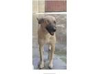Adopt Clementine a Tan/Yellow/Fawn Shepherd (Unknown Type) / Mixed dog in