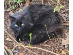 Adopt Merlin a All Black Domestic Longhair / Mixed (long coat) cat in