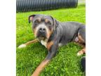 Adopt Emilia a Tricolor (Tan/Brown & Black & White) Pit Bull Terrier / Mixed dog