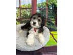 Adopt Monster a Black - with Tan, Yellow or Fawn Bernedoodle / Mixed dog in West