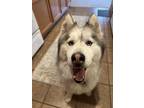 Adopt Haku a White - with Gray or Silver Husky / Mixed dog in Albuquerque