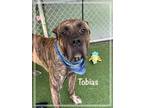Adopt TOBIAS a Brindle Mastiff / Mixed dog in Marietta, GA (41474947)