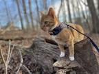 Adopt Pumpkin a Orange or Red American Shorthair / Mixed (short coat) cat in