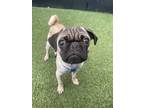 Adopt Kemba a Pug / Mixed dog in Gardena, CA (41474894)