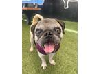 Adopt Squirtle a Pug / Mixed dog in Gardena, CA (41474892)