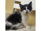 Adopt Morty a Domestic Mediumhair / Mixed (short coat) cat in Tiffin