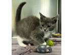 Adopt Widget a Domestic Shorthair / Mixed (short coat) cat in Tiffin