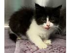 Adopt Whicket a Domestic Mediumhair / Mixed (short coat) cat in Tiffin