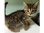 Adopt Cornbread a Domestic Shorthair / Mixed (short coat) cat in Tiffin