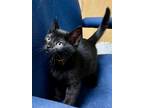 Adopt Pumpernickel a Domestic Shorthair / Mixed (short coat) cat in Tiffin