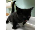 Adopt Focaccia a Domestic Shorthair / Mixed (short coat) cat in Tiffin