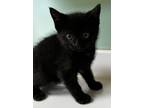 Adopt Ciabiatta a Domestic Shorthair / Mixed (short coat) cat in Tiffin
