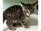 Adopt Baguette a Domestic Shorthair / Mixed (short coat) cat in Tiffin