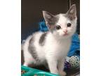 Adopt Clover a Domestic Shorthair / Mixed (short coat) cat in Greeneville