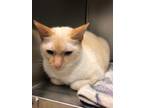 Adopt Baby Powder a Domestic Shorthair / Mixed (short coat) cat in Ocala