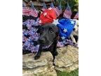Adopt Thelma a Black Labrador Retriever / Mixed dog in Sweetwater, TN (41473114)