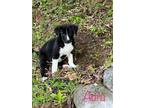 Adopt Aura a Black - with White Siberian Husky / Australian Shepherd / Mixed dog