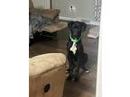 Adopt Raven a Great Dane / Mixed dog in Oswego, IL (41474857)