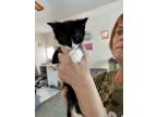 Adopt Kittens a Black & White or Tuxedo Domestic Shorthair / Mixed (short coat)