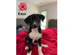 Adopt Kaya a Black - with White Siberian Husky / Australian Shepherd / Mixed dog