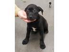 Adopt Sage a Labrador Retriever / Mixed dog in Ladysmith, WI (41474917)