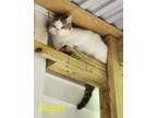 Adopt Piglet a Domestic Shorthair / Mixed (short coat) cat in Cambridge
