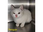 Adopt Penguin a Domestic Shorthair / Mixed (short coat) cat in Cambridge