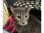 Adopt Star a Domestic Shorthair / Mixed (short coat) cat in SHELBY TOWNSHIP