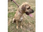 Adopt Meadow a Black Mouth Cur / Mixed dog in Wauchula, FL (41474897)