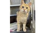 Adopt Muffin a Orange or Red Tabby Domestic Shorthair (short coat) cat in Peace
