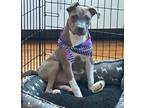 Adopt Prancer (In Foster) a Mixed Breed (Medium) / Mixed dog in Vineland
