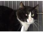 Adopt Patchy Pirate a Domestic Mediumhair / Mixed (short coat) cat in Vineland