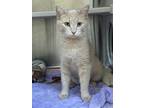Adopt Reagan a Cream or Ivory Domestic Shorthair (short coat) cat in Peace Dale