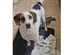 Adopt Dale a White - with Brown or Chocolate Hound (Unknown Type) / Mixed dog in