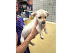 Adopt Tanner a Terrier (Unknown Type, Medium) / Mixed Breed (Medium) / Mixed dog