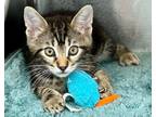 Adopt Bandit a Domestic Shorthair / Mixed (short coat) cat in Fort Myers