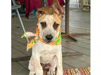 Adopt Sandals a Red/Golden/Orange/Chestnut - with White Cattle Dog / Mixed dog
