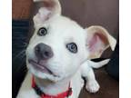 Adopt Parker a White Carolina Dog / Shepherd (Unknown Type) / Mixed dog in