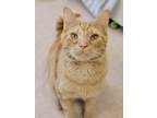 Adopt Milo a Orange or Red Tabby Domestic Shorthair (short coat) cat in Hornell
