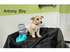 Adopt Anthony in TX a Tan/Yellow/Fawn - with White Terrier (Unknown Type