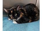 Adopt Pippy a Domestic Shorthair / Mixed (short coat) cat in Ocala