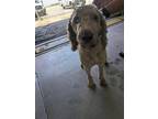 Adopt PORTIA a Poodle (Standard) / Mixed dog in Lindsay, CA (41474780)