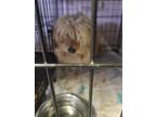 Adopt Magic a Shih Tzu / Mixed dog in Lindsay, CA (41474779)