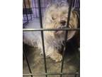 Adopt Cliff a Shih Tzu / Mixed dog in Lindsay, CA (41474778)