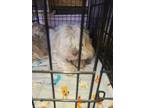 Adopt Gusto a Shih Tzu / Mixed dog in Lindsay, CA (41474777)