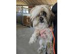 Adopt LEXI a Shih Tzu / Mixed dog in Lindsay, CA (41474776)