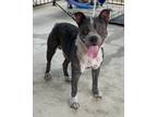 Adopt Desmund a Mixed Breed (Medium) / Mixed dog in Killen, AL (41474771)