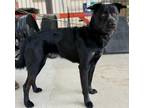 Adopt Chief a Mixed Breed (Medium) / Mixed dog in Killen, AL (41474770)