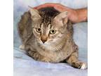 Adopt Mia a Domestic Shorthair / Mixed (short coat) cat in Gilbert