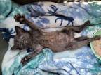 Adopt Mavis a Domestic Shorthair / Mixed (short coat) cat in Richland Hills
